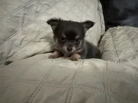 Gypsy boy 1, a male Chihuahua for sale in Louisa, VA – 4 of 4