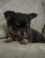 Gypsy boy 1, a male Chihuahua for sale in Louisa, VA – 2 of 4
