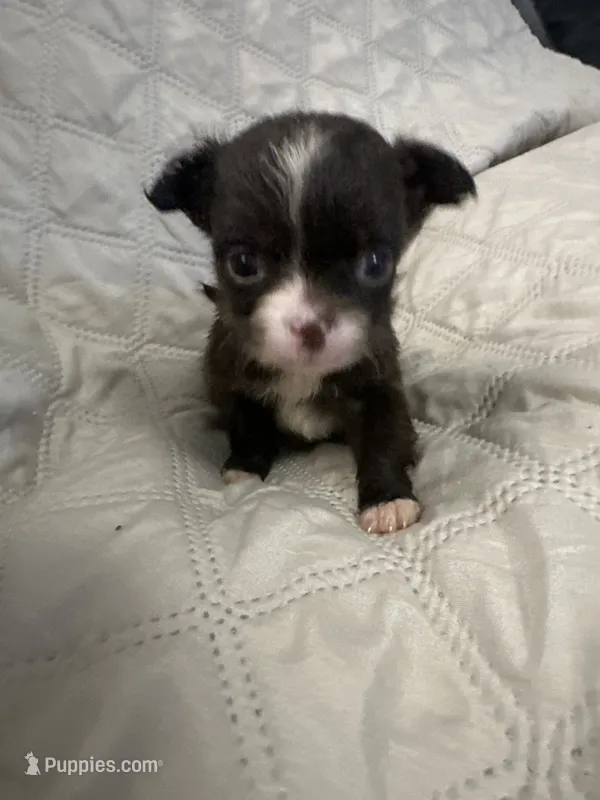 Ivy girl 1 – Chihuahua puppy for sale in Louisa, VA
