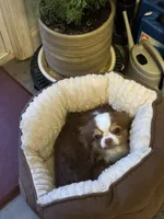 Ivy boy 2, a male Chihuahua for sale in Louisa, VA – 4 of 5