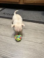 Ella girl, a female Chihuahua for sale in Louisa, VA – Photo 3 of 7