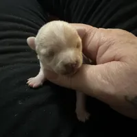 Ella girl, a female Chihuahua for sale in Louisa, VA – Photo 7 of 7