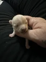 Ella girl, a female Chihuahua for sale in Louisa, VA – Photo 3 of 3