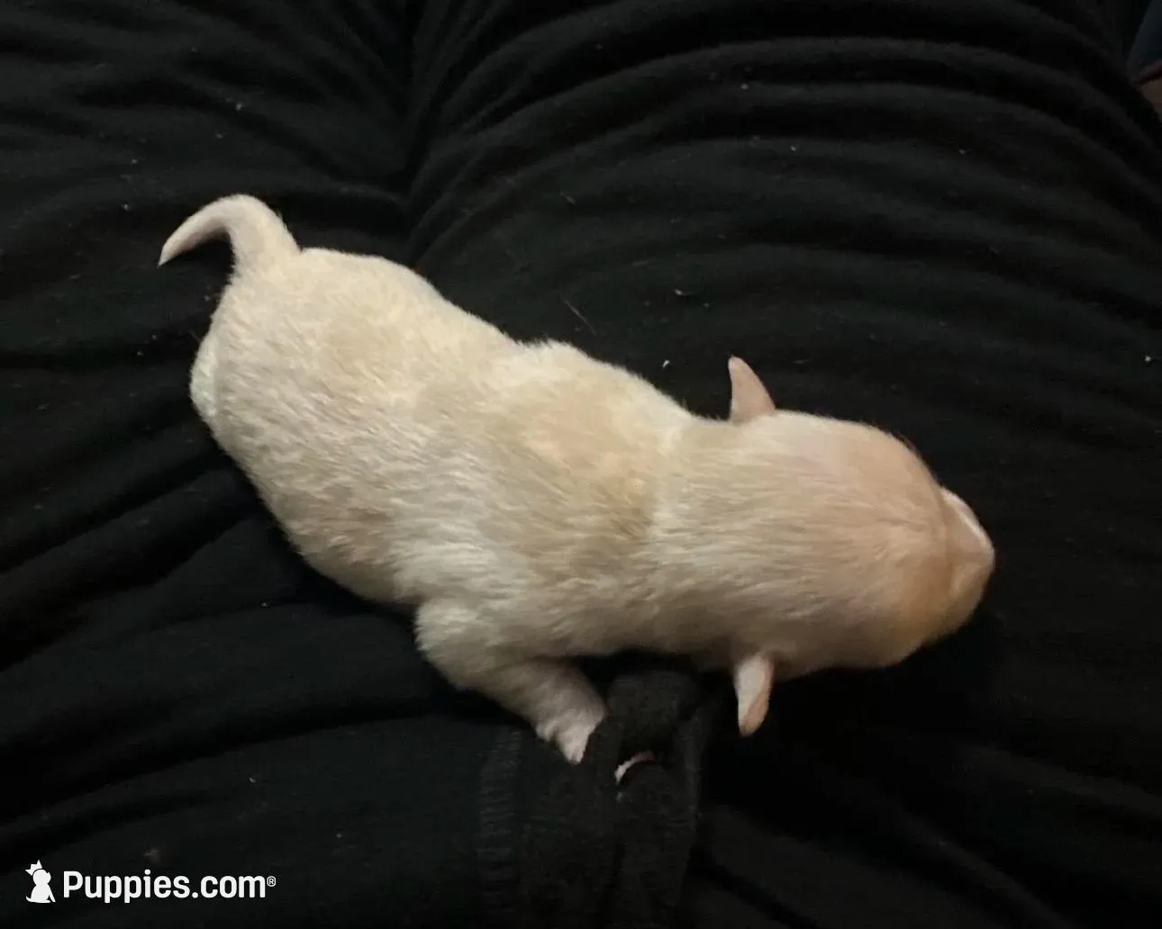 Ella girl, a female Chihuahua for sale in Louisa, VA – Photo 5 of 7