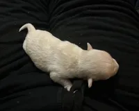 Ella girl, a female Chihuahua for sale in Louisa, VA – Photo 1 of 3