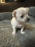 Ella girl, a female Chihuahua for sale in Louisa, VA – Photo 4 of 7