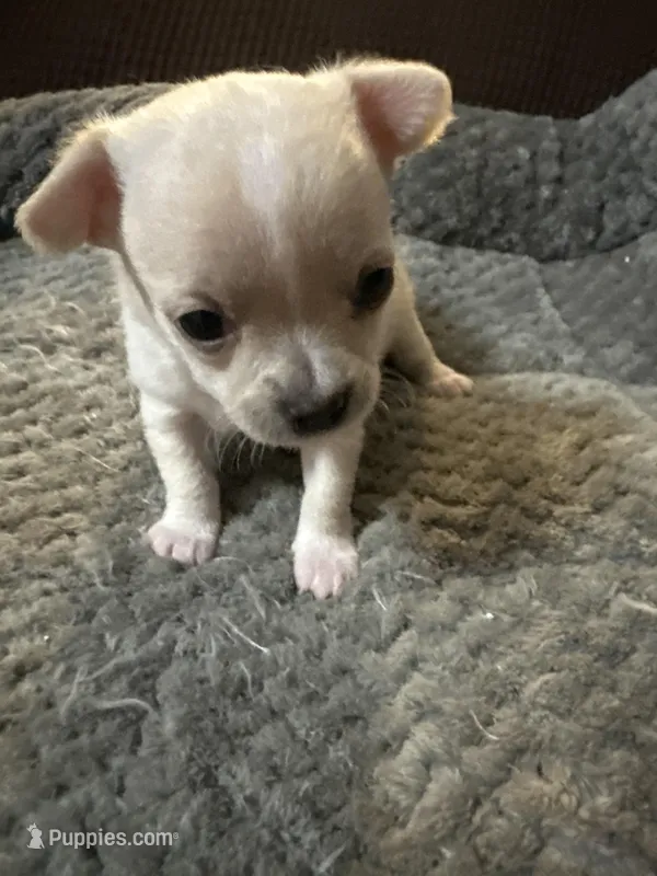 Ella girl – Chihuahua puppy for sale in Louisa, VA