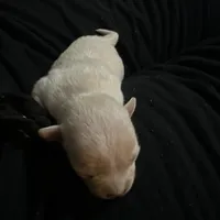 Ella girl, a female Chihuahua for sale in Louisa, VA – Photo 6 of 7