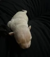 Ella girl, a female Chihuahua for sale in Louisa, VA – Photo 2 of 3