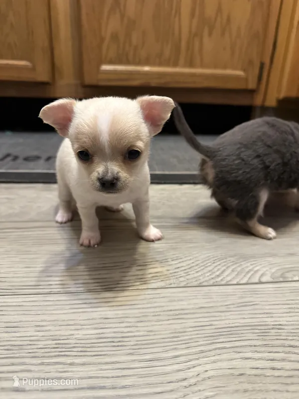 Ella girl – Chihuahua puppy for sale in Louisa, VA