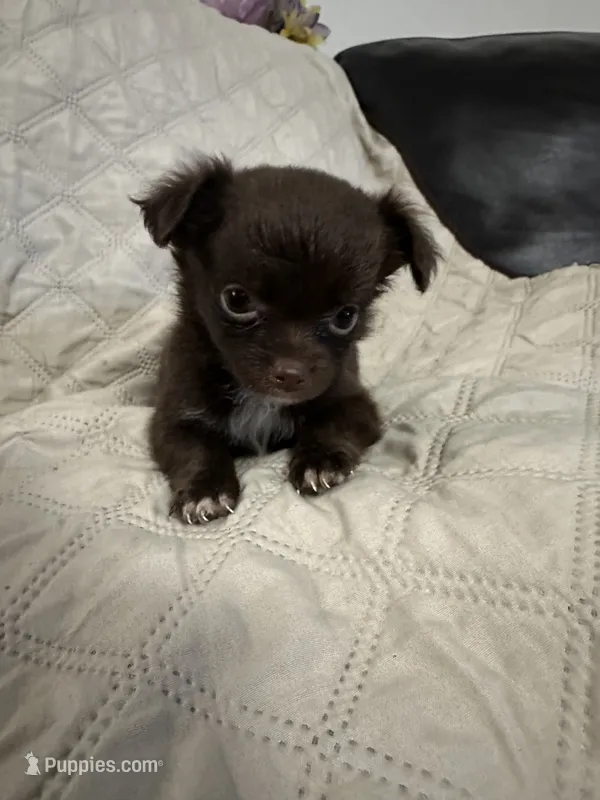 Ivy girl 2 – Chihuahua puppy for sale in Louisa, VA