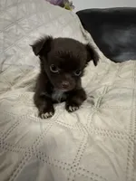 Ivy girl 3, a female Chihuahua for sale in Louisa, VA – 1 of 10