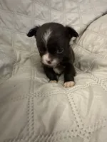 Ivy girl 2, a female Chihuahua for sale in Louisa, VA – 5 of 8