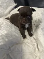 Ivy girl 3, a female Chihuahua for sale in Louisa, VA – 5 of 10