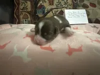 Ivy boy 2, a male Chihuahua for sale in Louisa, VA – 2 of 5