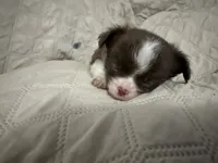 Ivy boy 3, a male Chihuahua for sale in Louisa, VA – 3 of 9