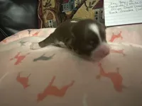 Ivy boy 2, a male Chihuahua for sale in Louisa, VA – 3 of 5