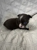 Ivy girl 2, a female Chihuahua for sale in Louisa, VA – 4 of 8