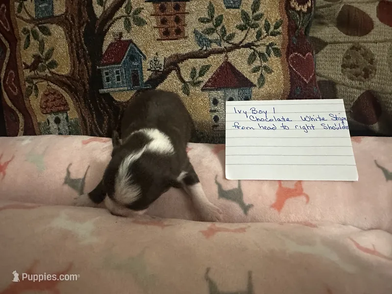 Ivy boy 1 – Chihuahua puppy for sale in Louisa, VA