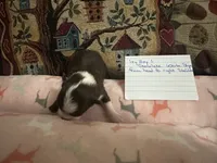 Ivy boy 1, a female Chihuahua for sale in Louisa, VA – 1 of 4