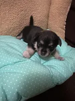 Tequila girl, a female Chihuahua for sale in Louisa, VA – Photo 2 of 4