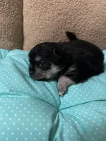 Tequila girl, a female Chihuahua for sale in Louisa, VA – Photo 4 of 4