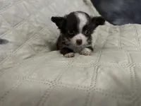 Ivy boy 2, a male Chihuahua for sale in Louisa, VA – 4 of 10