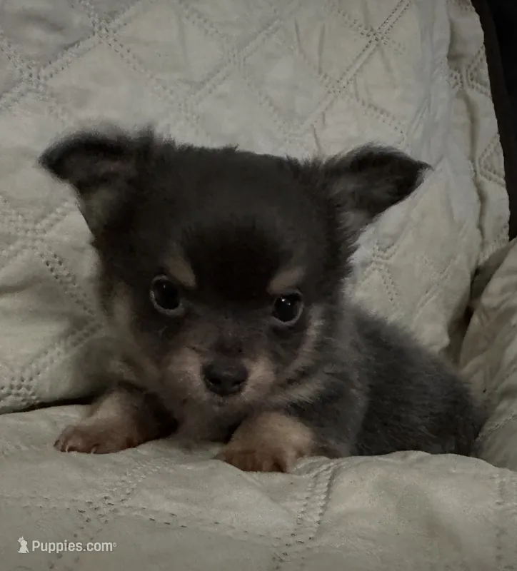 Gypsy boy 1 – Chihuahua puppy for sale in Louisa, VA