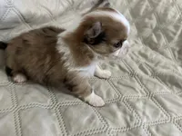 Sweetie girl, a female Chihuahua for sale in Louisa, VA – Photo 5 of 5