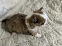 Sweetie girl, a female Chihuahua for sale in Louisa, VA – Photo 4 of 5