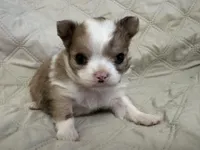 Sweetie girl, a female Chihuahua for sale in Louisa, VA – Photo 2 of 5