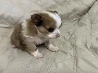 Sweetie girl, a female Chihuahua for sale in Louisa, VA – Photo 3 of 5