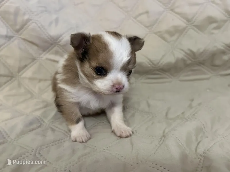 Sweetie girl – Chihuahua puppy for sale in Louisa, VA