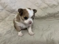 Sweetie girl, a female Chihuahua for sale in Louisa, VA – Photo 1 of 5