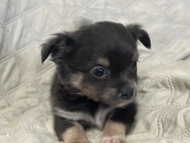 Gypsy girl – Chihuahua puppy for sale in Louisa, VA