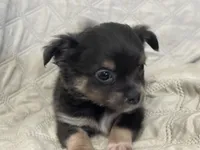Gypsy girl, a female Chihuahua for sale in Louisa, VA – 1 of 5
