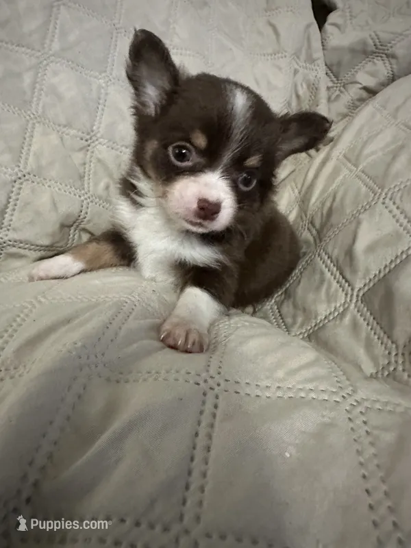 Ivy boy 1 – Chihuahua puppy for sale in Louisa, VA