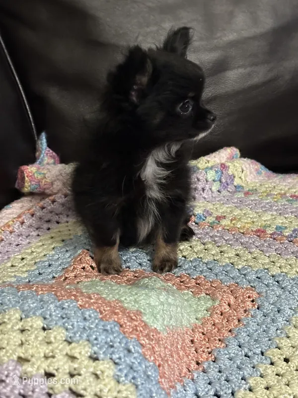 Freya girl – Chihuahua puppy for sale in Louisa, VA