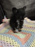 Freya girl, a female Chihuahua for sale in Louisa, VA – 2 of 5