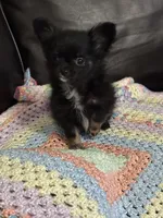 Freya girl, a female Chihuahua for sale in Louisa, VA – 4 of 5