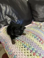 Freya girl, a female Chihuahua for sale in Louisa, VA – 5 of 5