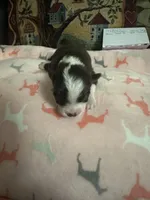 Ivy boy 1, a female Chihuahua for sale in Louisa, VA – 2 of 4
