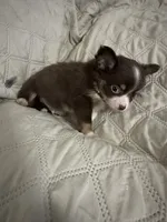 Ivy boy 1, a female Chihuahua for sale in Louisa, VA – 3 of 10