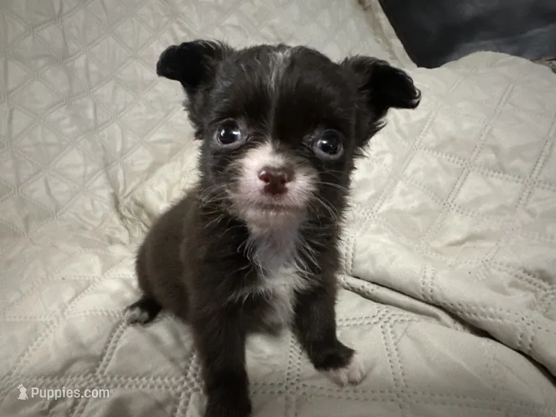 Ivy girl 1 – Chihuahua puppy for sale in Louisa, VA