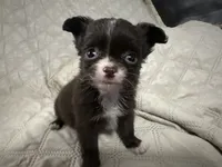 Ivy girl 2, a female Chihuahua for sale in Louisa, VA – 1 of 8