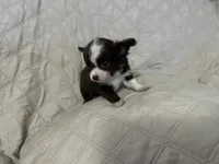 Ivy boy 2, a male Chihuahua for sale in Louisa, VA – 7 of 10