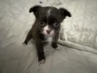 Ivy girl 2, a female Chihuahua for sale in Louisa, VA – 2 of 8