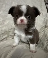 Ivy boy 3, a male Chihuahua for sale in Louisa, VA – 2 of 9