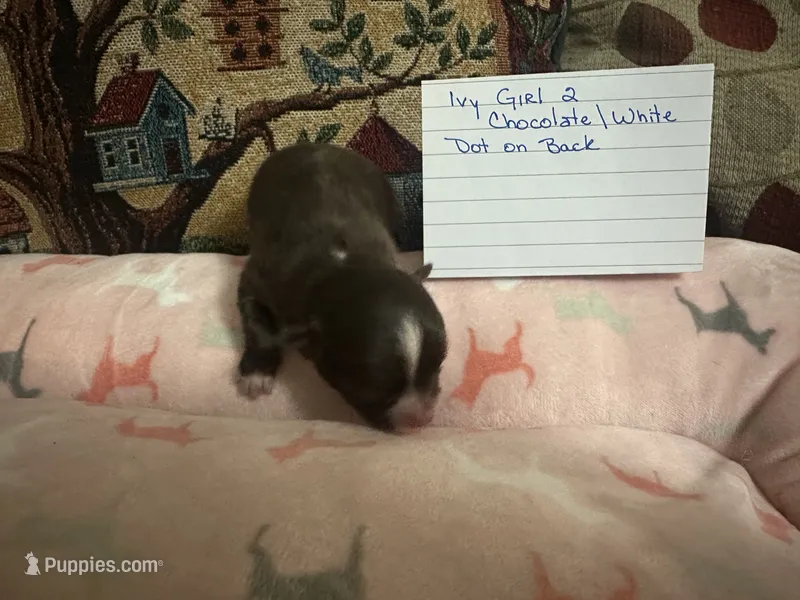 Ivy girl 2 – Chihuahua puppy for sale in Louisa, VA