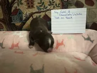 Ivy girl 2, a female Chihuahua for sale in Louisa, VA – 1 of 6